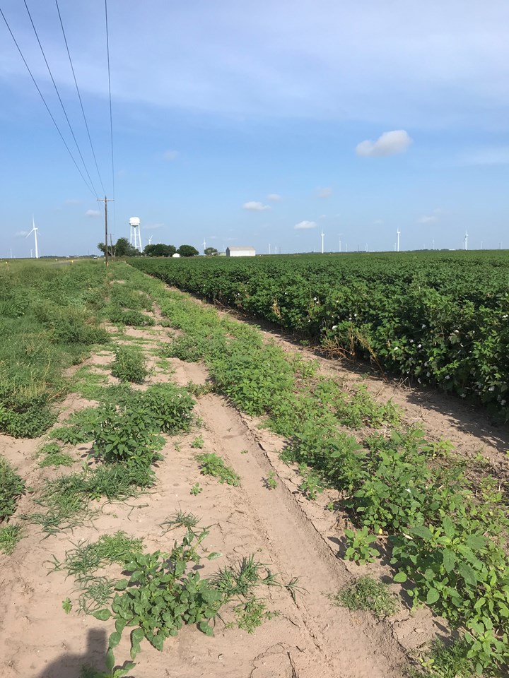 good sandy soil
