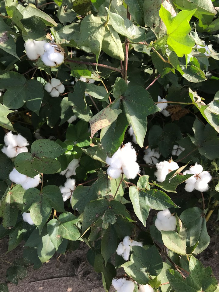 what a crop